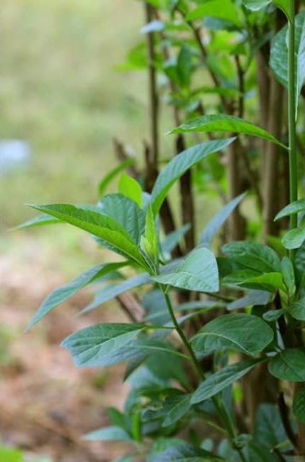 Vernonia amygdalina or Bitter leaf ግራዋ ቅጠል