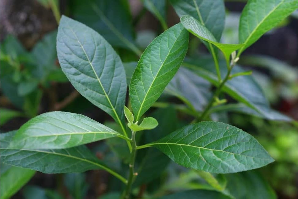 Vernonia amygdalina or Bitter leaf ግራዋ ቅጠል