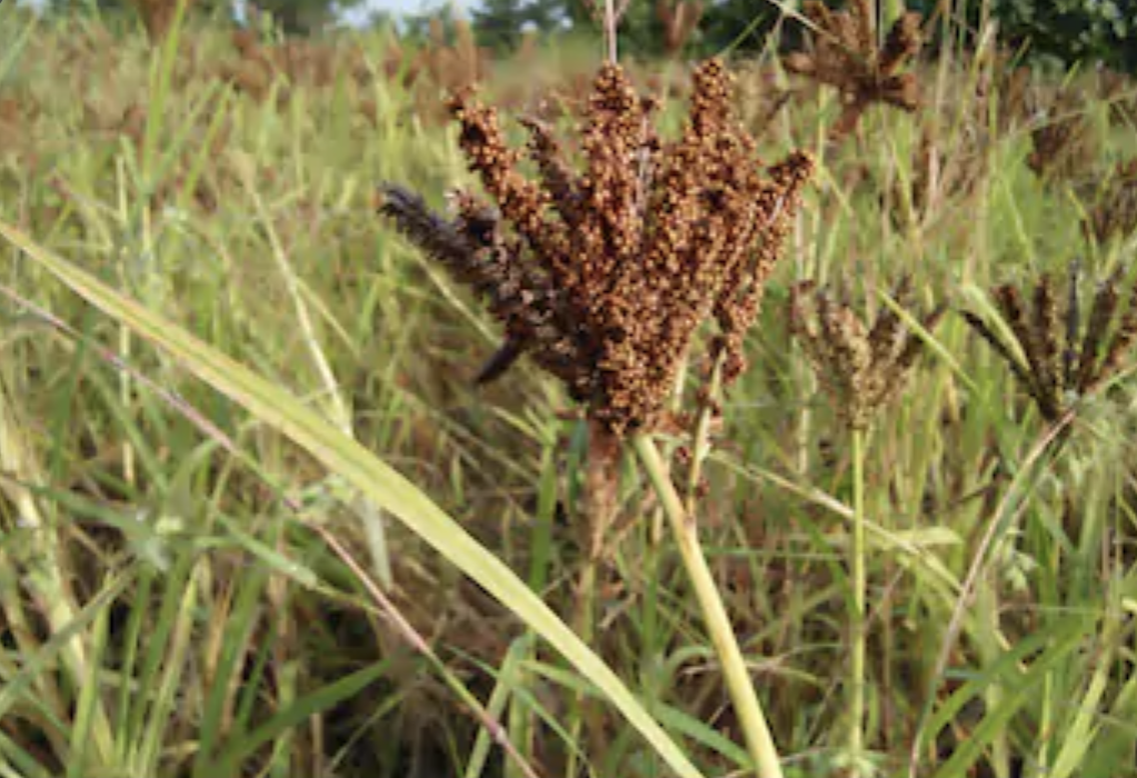 Briez Ragi Ragi Crop