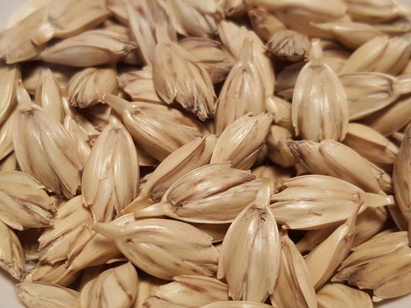 Emmer wheat seeds (Ethio Aja) 1lb bag