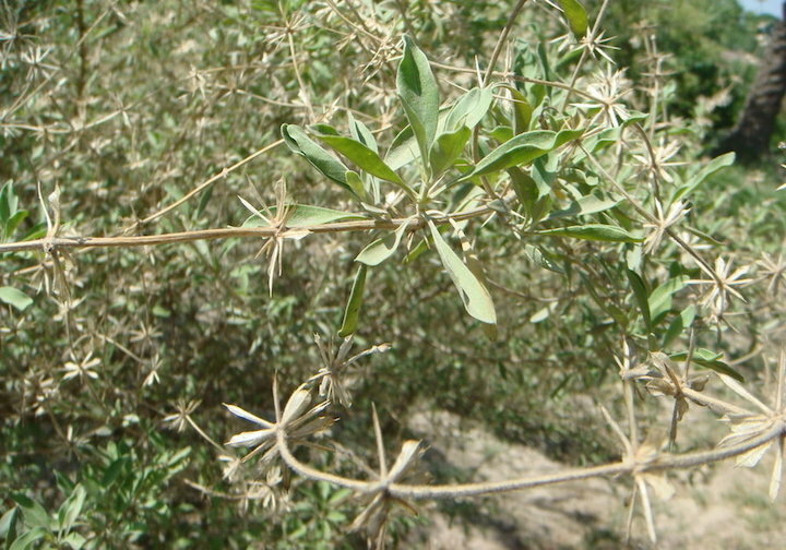 otostegia leaves sandal incense (Ethio tnjut qtel ) 22g
