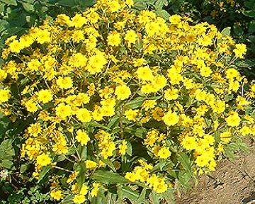 Ethiopia Nug ኑግ Guizotia abyssinica seeds
