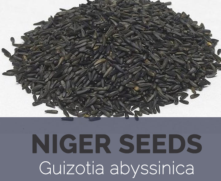 Ethiopia Nug ኑግ Guizotia abyssinica seeds