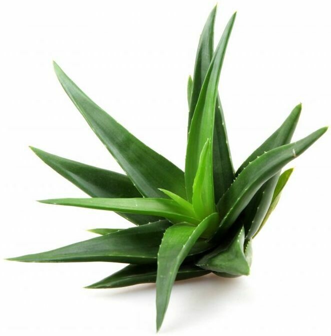 Vedaone 100% Organic Aloe vera Powder
