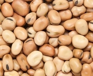 Small fava beans