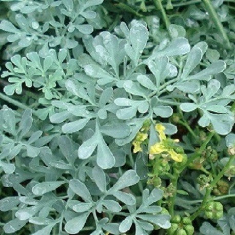 Garden rue (herb of grace or tenadam)